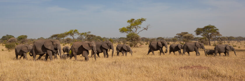 The Herd