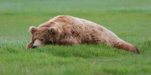 Thinking Bear Hallo Bay, Alaska - A large brown bear ponders the meaning of life nestled on a field of greens. 1953