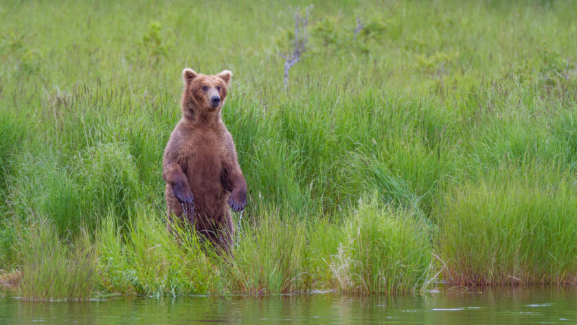 Standing Bear