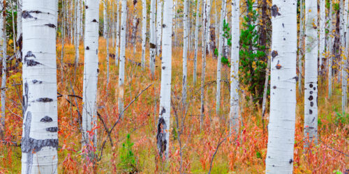 Aspens in Autumn