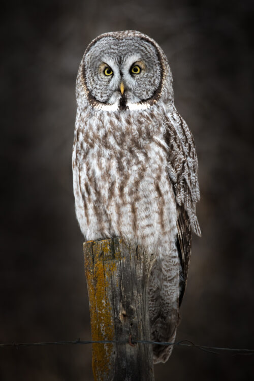 Keen Observer