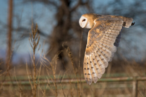 Silent Flight