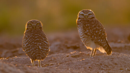 Sunsetters