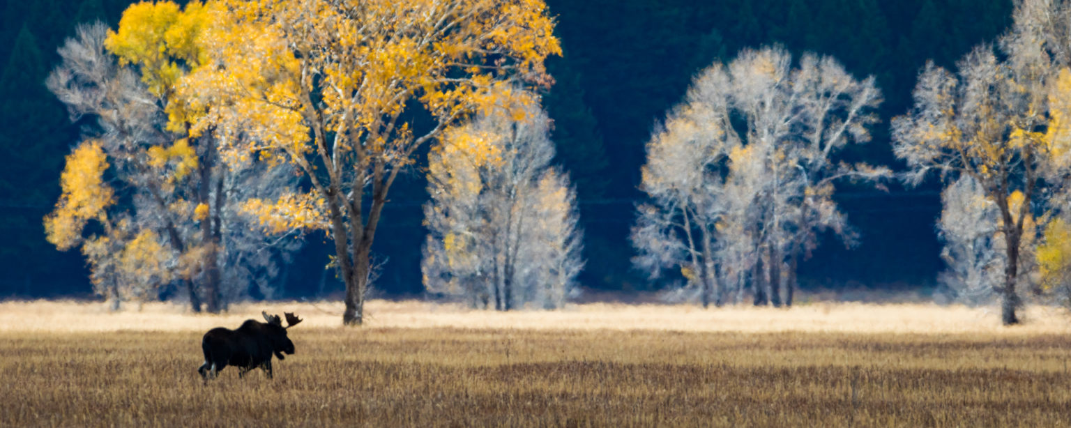 Tetons, Wyoming - A young bull moose heading across the old hayfields. 7596