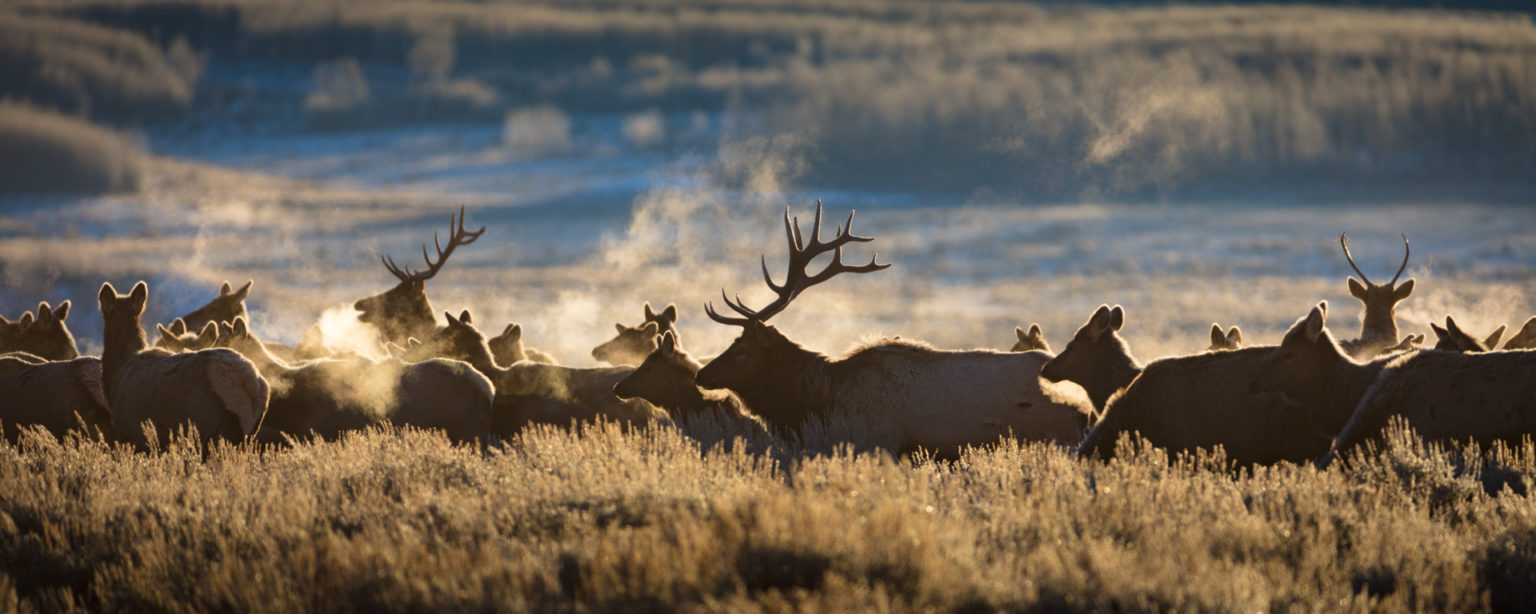 Tetons, Wyoming - A herd of elk making their way through the Teton valley at first light. 1834