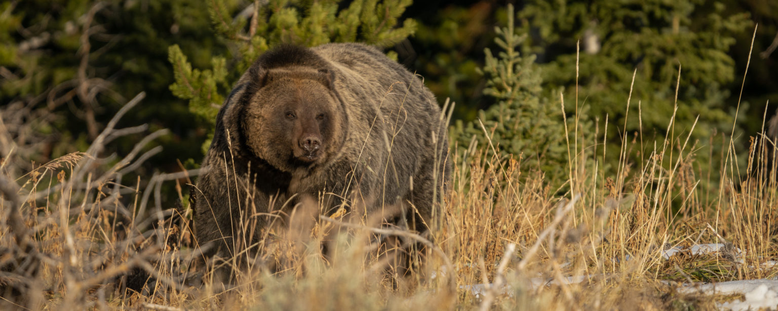 Tetons, Wyoming - Felicia checking out her surroundings in perfect morning light. 0758