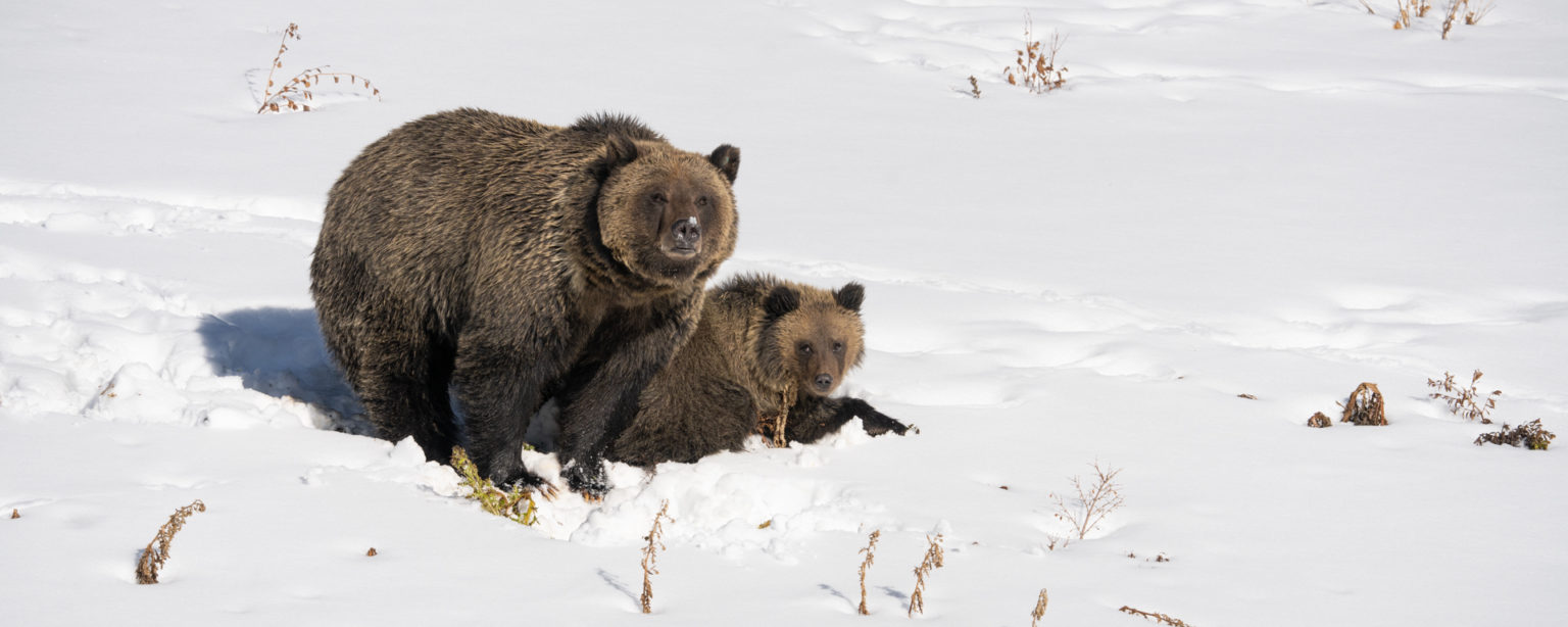 Tetons, Wyoming - After a year of incredible highs and crushing lows, Felicia and Pepper together the afternoon before they den. 0996