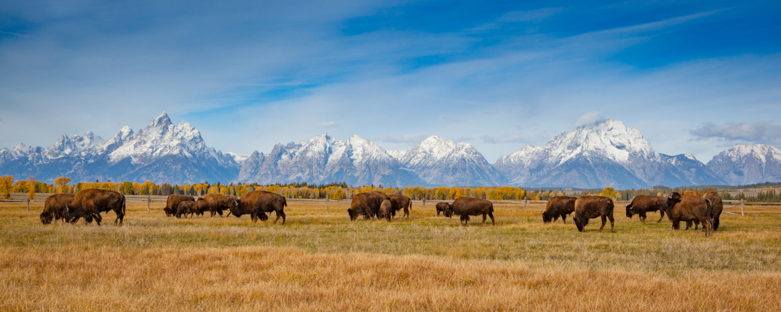 Tetons, Wyoming - A small herd of bison lazily graze against a backdrop of the Teton Range in early autumn. 4377