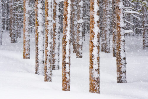 Lodgepoles in Winter