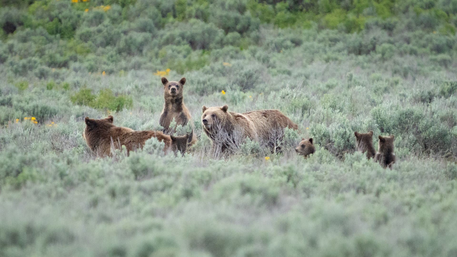 grizzly bear 399 and cubs in grand teton