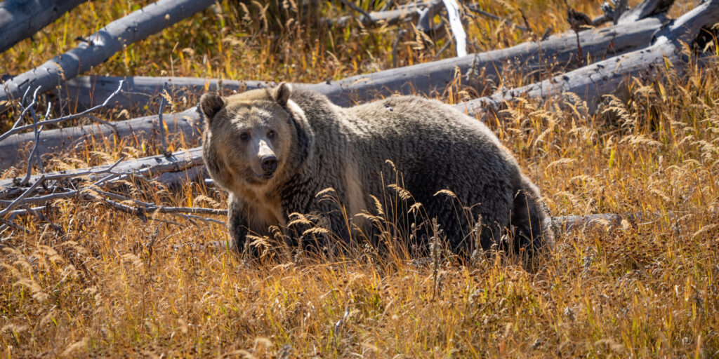 grizzly bear snow in Yellowstone national park