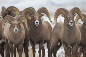 big horned sheep on a Grand Teton winter tour