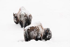 two bison with snow on them